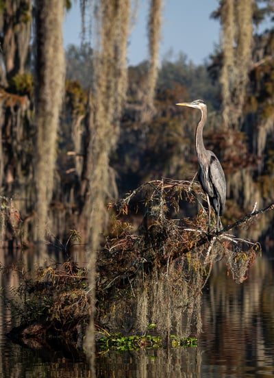 Great blue heron perched on a branch surrounded by trees