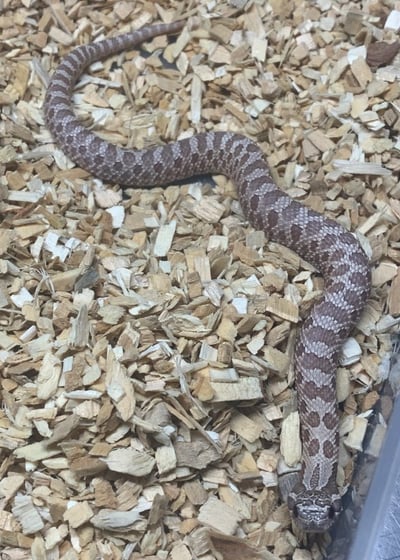 Lavender Hognose