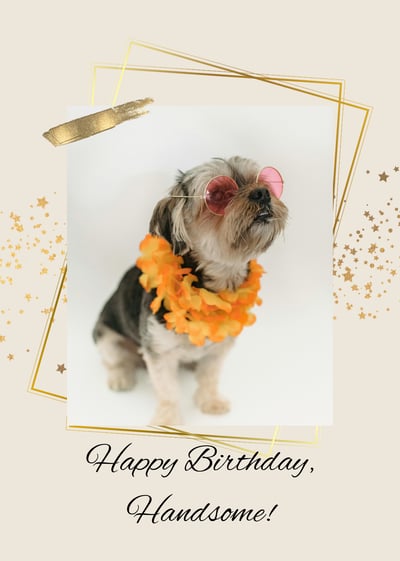 a dog wearing a flowered collared necklace and glasses