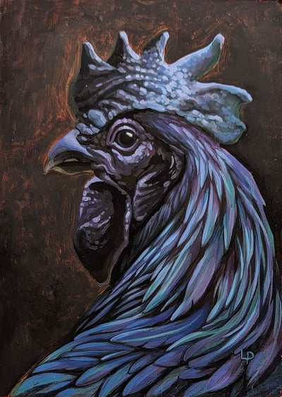 An ayam cemani chicken, all black with a greenish purple sheen to its feathers turns in profile.