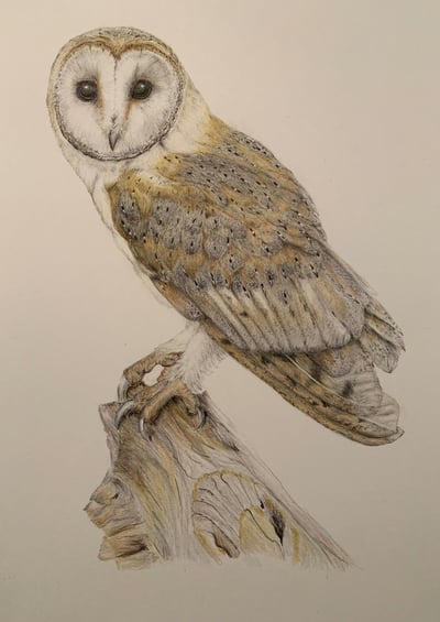 Owl portrait