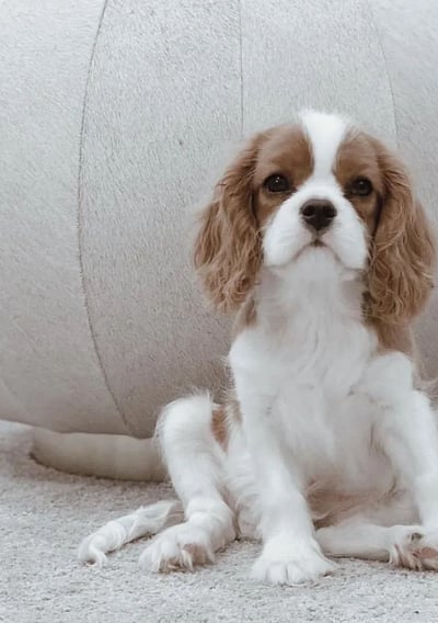 King Charles