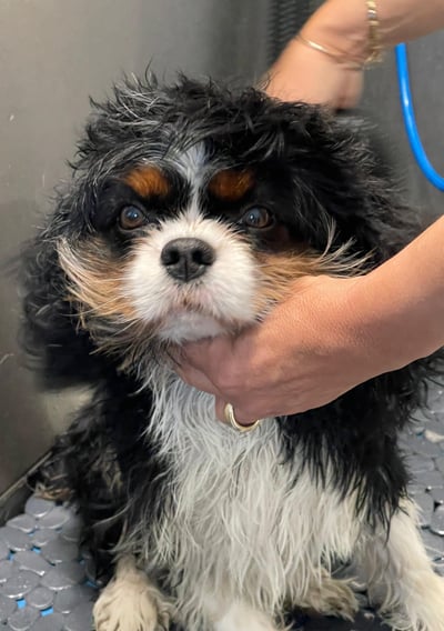 Photo de chien dans le dog wash