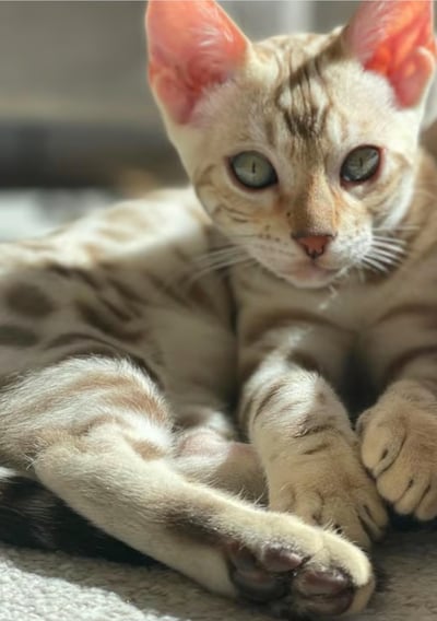 Silver lynx Bengal Cat