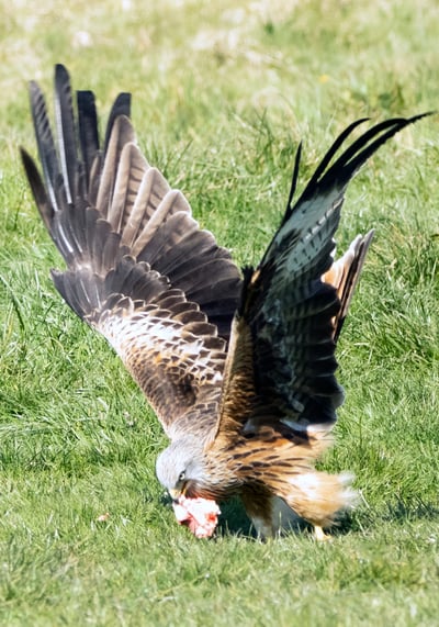Red Kite Gigrin Farm Red Kite Centre Wales