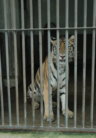 Tiger in a tiny cave in the seven stars park, Guilin, China