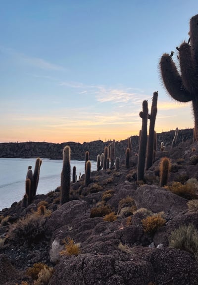 Cactus géants au lever de soleil sur l'île d'Incahuasi, en Bolivie.