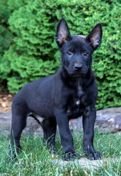Dogs & Puppies for sale SA - South Africa