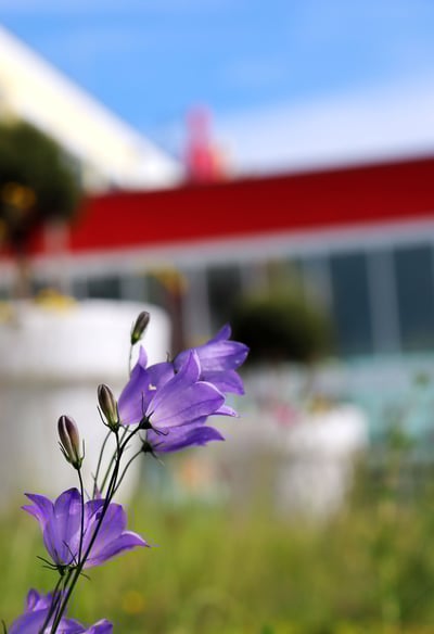 Stay2Munich Blumenwiese 3