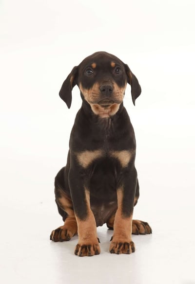 Dogs & Puppies for sale SA - South Africa