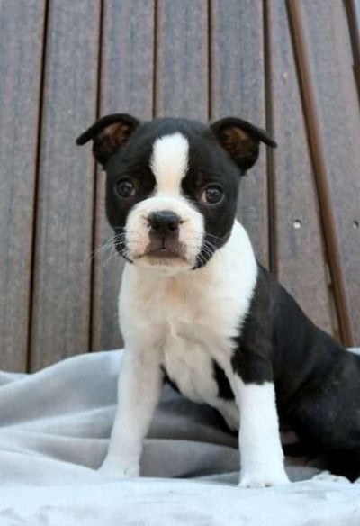 Dogs & Puppies for sale SA - South Africa