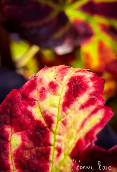 Feuille de vigne - Série Feuilles de vie ref FV-09 ©Eléonore Parc
