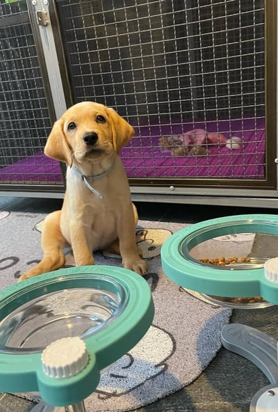 Labrador Retriever Puppies for Sale