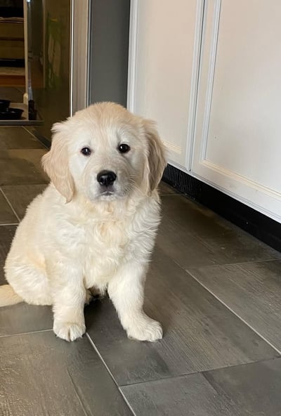 Golden Retriever Puppies for Sale