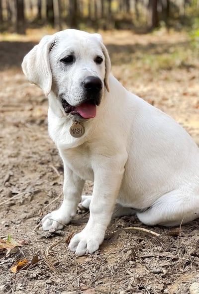 Labrador Retriever Puppies for Sale