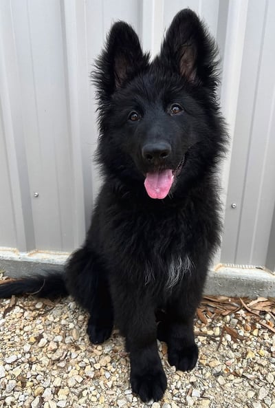 German Shepherd puppies for sale