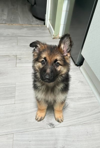 German Shepherd puppies for sale