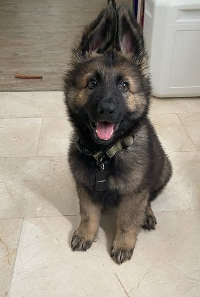 German Shepherd puppies for sale