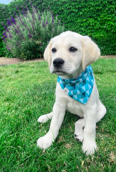 Labrador Retriever Puppies for Sale