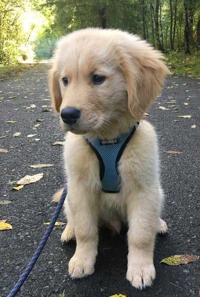 Golden Retriever Puppies for Sale