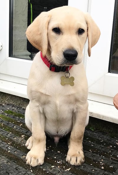 Labrador Retriever Puppies for Sale