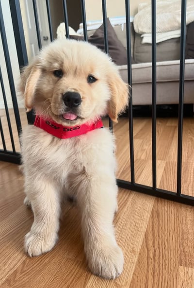 Golden Retriever Puppies for Sale