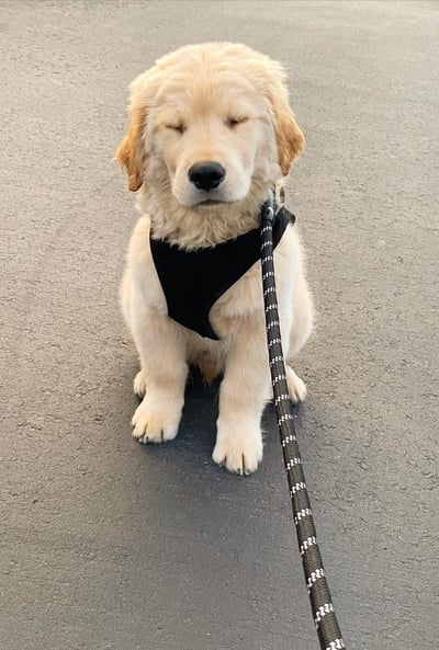 Golden Retriever Puppies for Sale