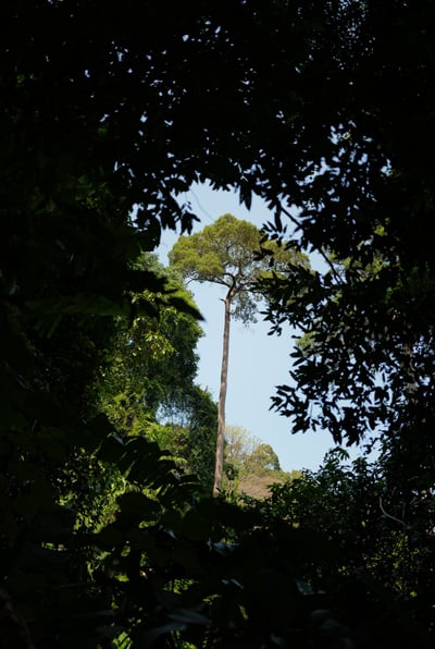 Framed by dense green foliage, a lone tall tree rises against a pale blue sky - By ACAT Photos