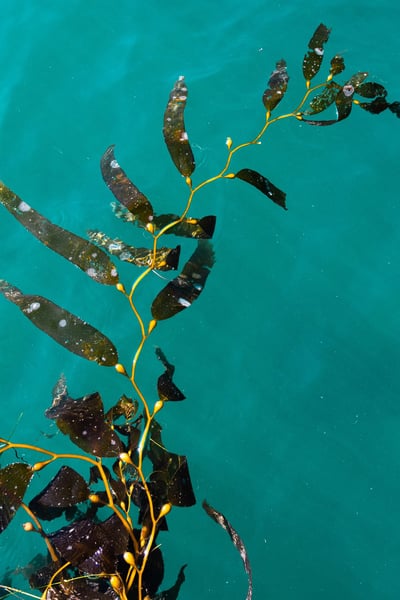 Kelp seaweed