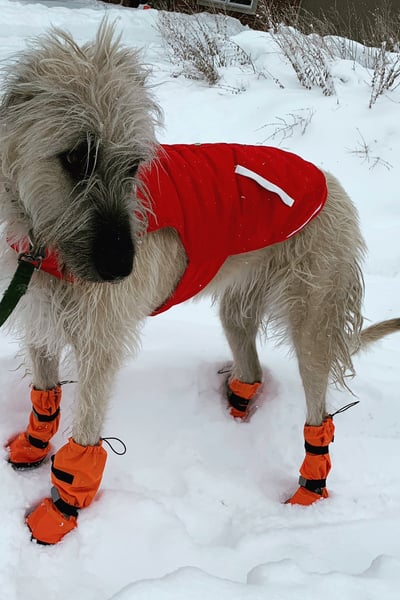 Irish Wolfhound in snow booties and red coat