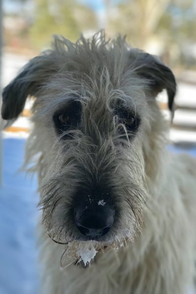 Close up of Irish Wolfhound’s face with snow on her beard