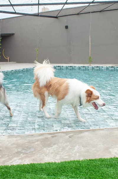 cachorro na piscina