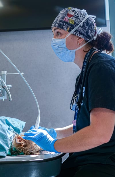 Le docteur Giacomazzi réalise une opération dentaire sur un chien