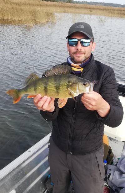 Ein Fischer hat gerade in Schweden einen Barsch gefangen, er steht auf einem Boot, es ist Schilf.