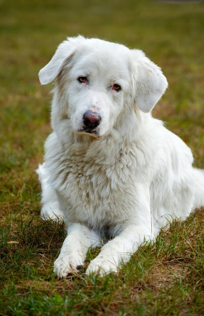 Maremma Sheephound - photo by Gundula Vogel