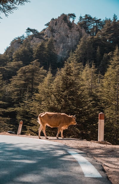 a cow is walking down the road in the mountains, Alger