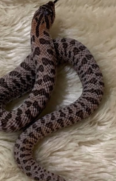 Nice colors on this Hognose