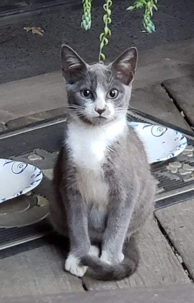 LItter 1: Feral Kitten, we named him JB