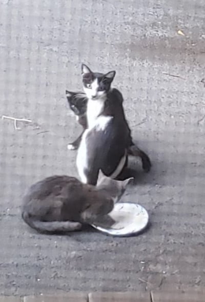Litter 1: Feral cat and her 2 kittens. We named the mom, Mama Jama