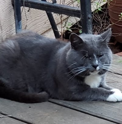 Feral Tom Cat - We named him Squiggles