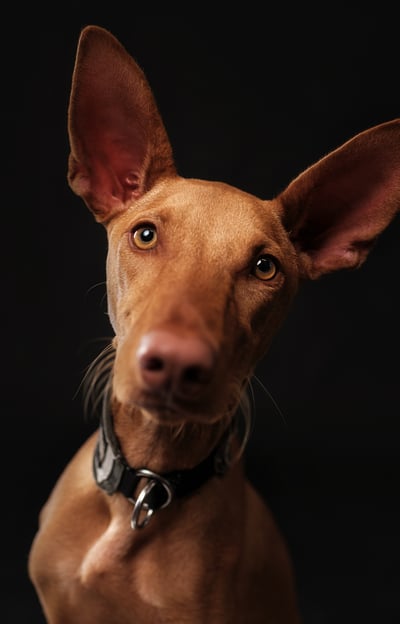 a dog is looking at the camera and a dog is looking at the camera podenco