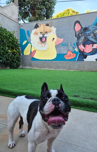hotel de cachorro