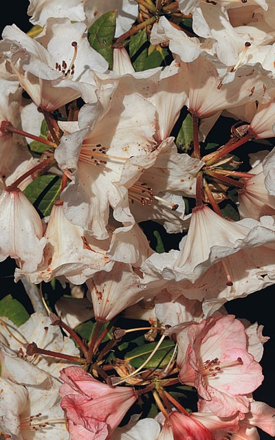 A full colour photograph of rhododendron flowers