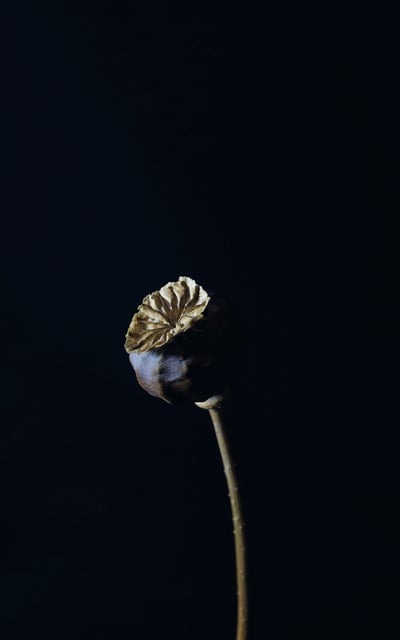 A minimalist photograph of a poppy seed head in the style of Vermeer