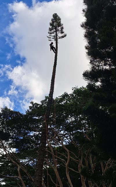 climber in the process of removing a tall pine tree