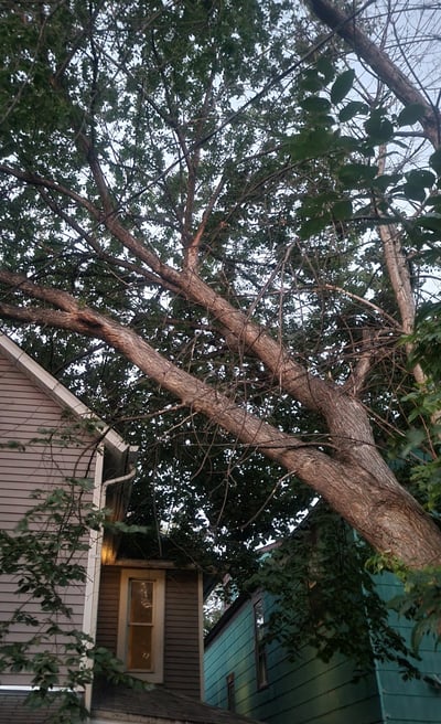 Residential tree leaning over neighboring property