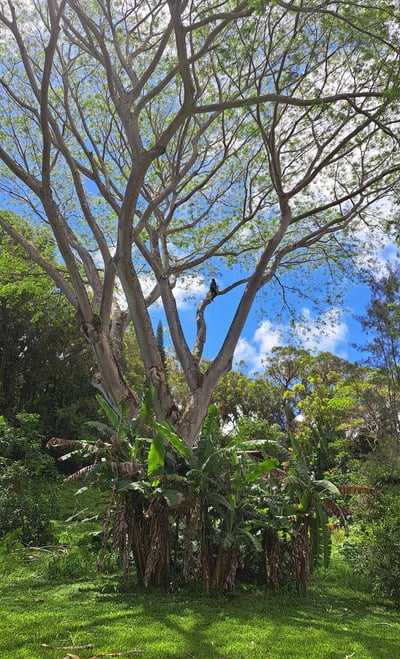 arborist pruning a huge tree