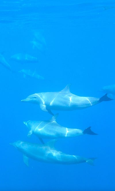 park-hyatt-maldives-underwater-dolphins