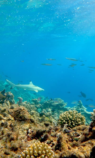 park-hyatt-maldives-underwater-1