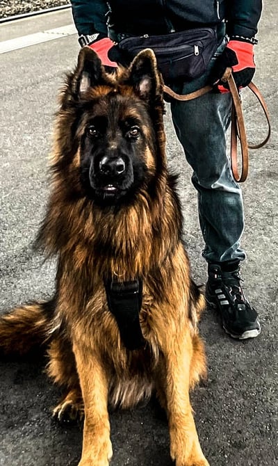 smiling man in glasses and black baseball cap standing with German shepherd at train station